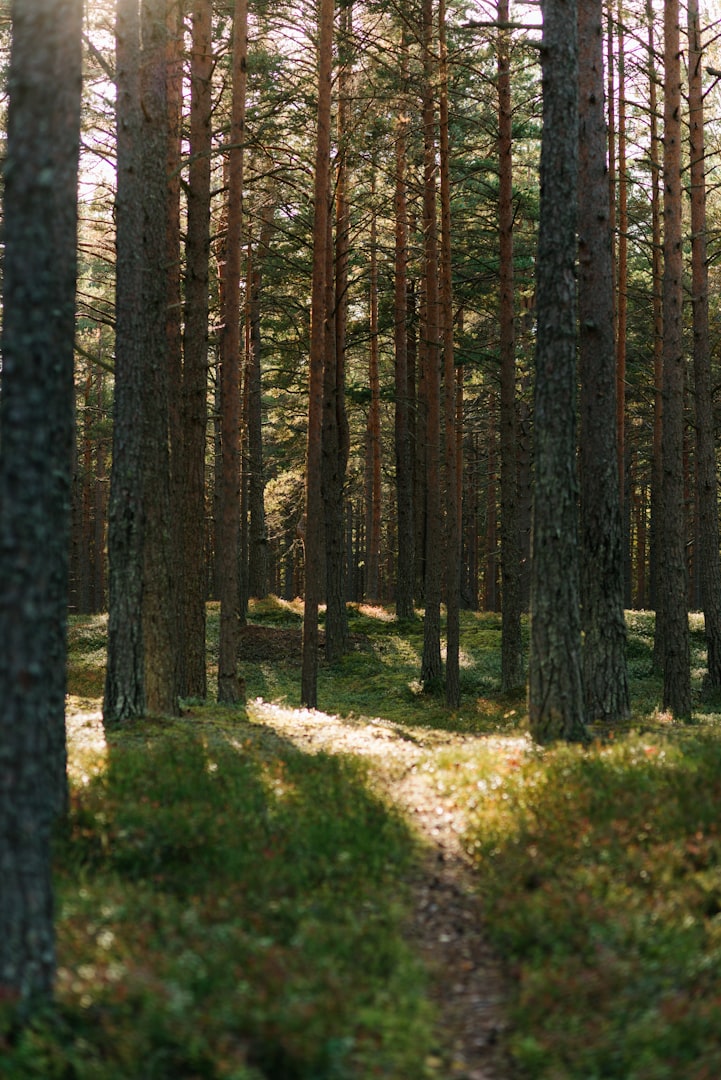pine trees field near mountain under sunset